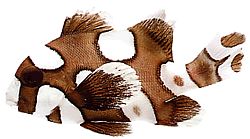 Plectorhynchus chaetodonoides (Gaterin arlequin)