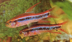 Poecilocharax weitzmani (Charax de Weitzman, tétra-fléchette noir)