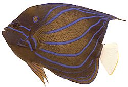 Pomacanthus annularis (Poisson-ange à anneau)
