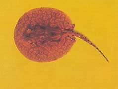 Potamotrygon laticeps (Raie à aiguillon commune)