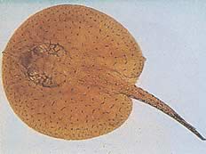 Potamotrygon schroederi (Pastenague de Schroder, Raie Guacamaya)