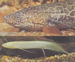 Protopterus aethiopicus aethiopicus (Protoptère d'Ethiopie)