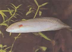 Protopterus annectens annectens