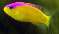 Pseudochromis diadema