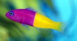 Pseudochromis paccagnellae (Poisson vanille-fraise)