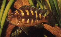 Pseudotropheus crabo