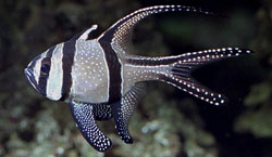 Pterapogon kauderni (Apogon de Banggaï)