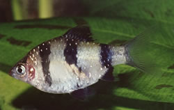 Puntius nigrofasciatus (Barbus a tête rouge , barbus nigor)