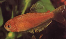 Rachoviscus crassiceps (Characin à tête épaisse, tétra doré)