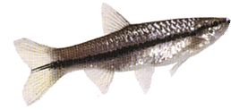 Rasbora daniconius