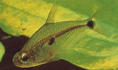 Roeboides meeki (Tétra-tigre de verre (bossu, tête en bas))