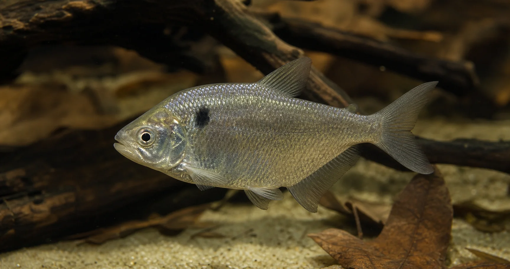 Roeboides paranensis