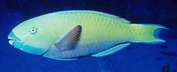 Scarus ghobban (Poisson-perroquet)