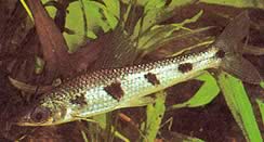 Schizodon fasciatus (Schizodon fascié)
