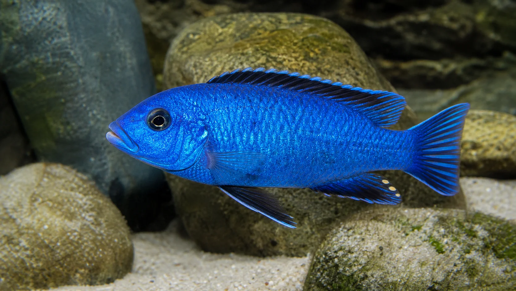 Sciaenochromis fryeri