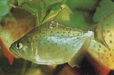 Serrasalmus rhombeus (Pacu tacheté, piranha blanc)