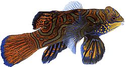 Synchiropus splendidus (Poisson-mandarin)