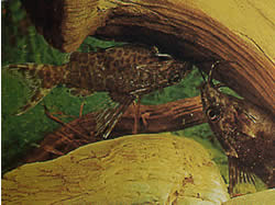 Synodontis nigriventris (Synodontis)