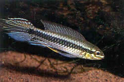 Taeniacara candidi (Candidi)