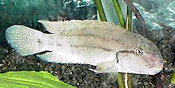 Telmatochromis temporalis (Temporalis)