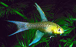 Terranatos dolichopterus (Killie-ange)