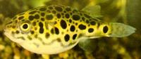 Tetraodon schoutedeni (Tétraodon du congo, tétraodon léopard)