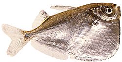 Thoracocharax stellatus