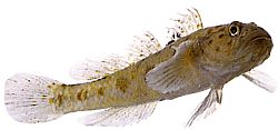 Thorogobius ephippiatus (Gobie léopard)