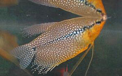 Trichogaster leeri (Gourami mosaïque)