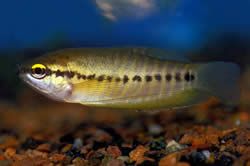 Trichogaster pectoralis (Gourami peau de serpent)