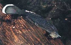 Xenocara dolichoptera