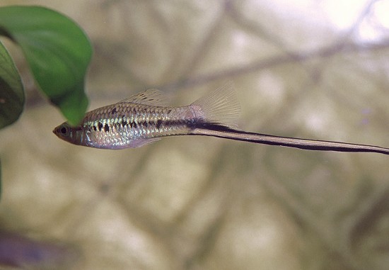 Xiphophorus montezumae (Porte-épée de montezuma)