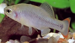 Zoogoneticus tequila (Zoogo)